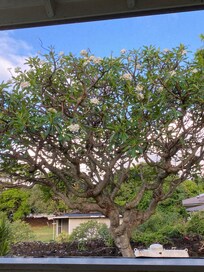 Plumaria tree in front yard