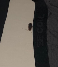 Same cockroach just zoomed in before I killed it.