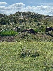 Freilebende Wildpferde
đ„°