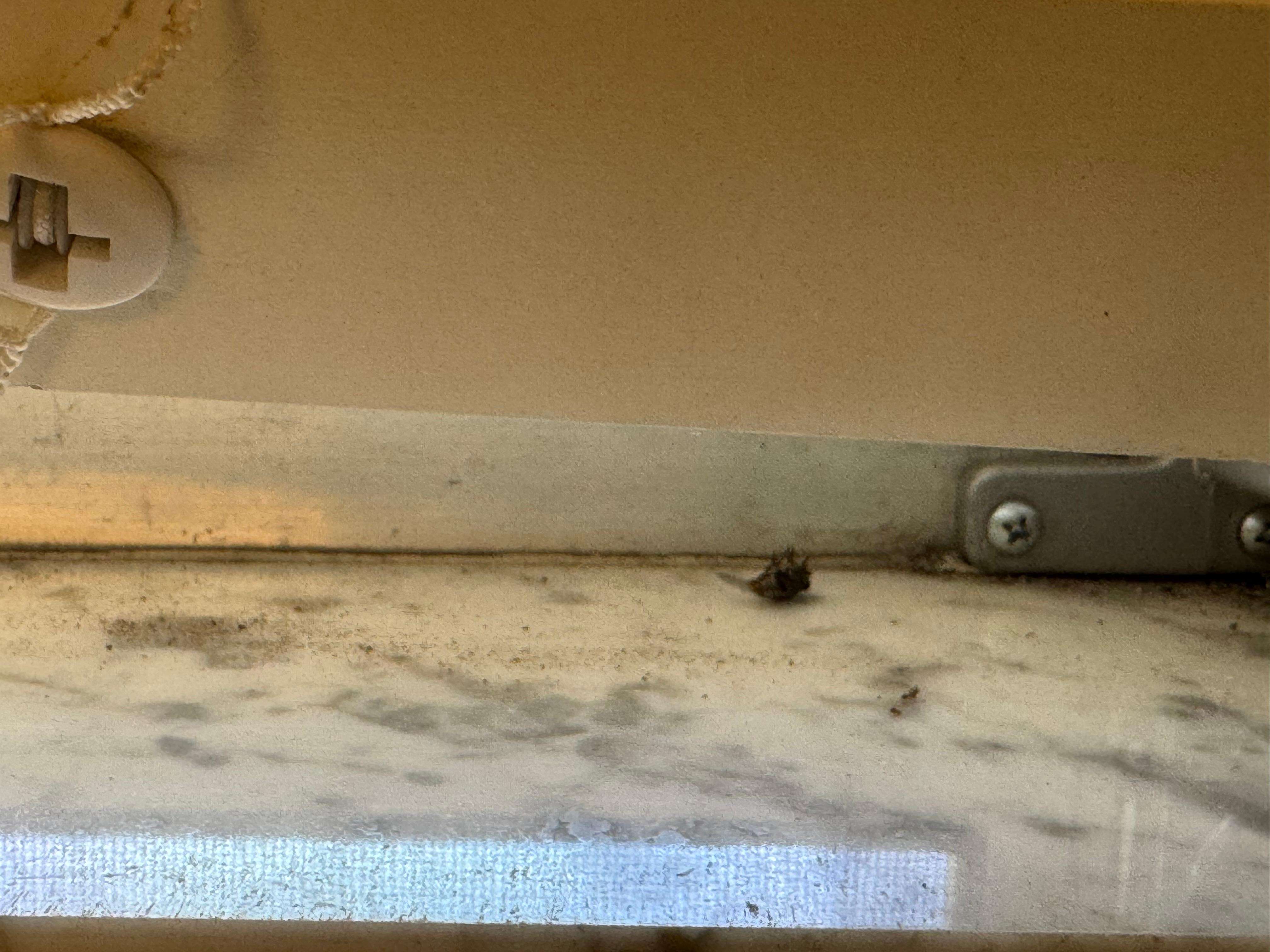 Dirty window sills with dead flies