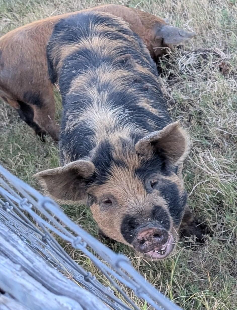 This little guy joined the fun! 