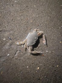 Bring a flashlight to see crabs at night!