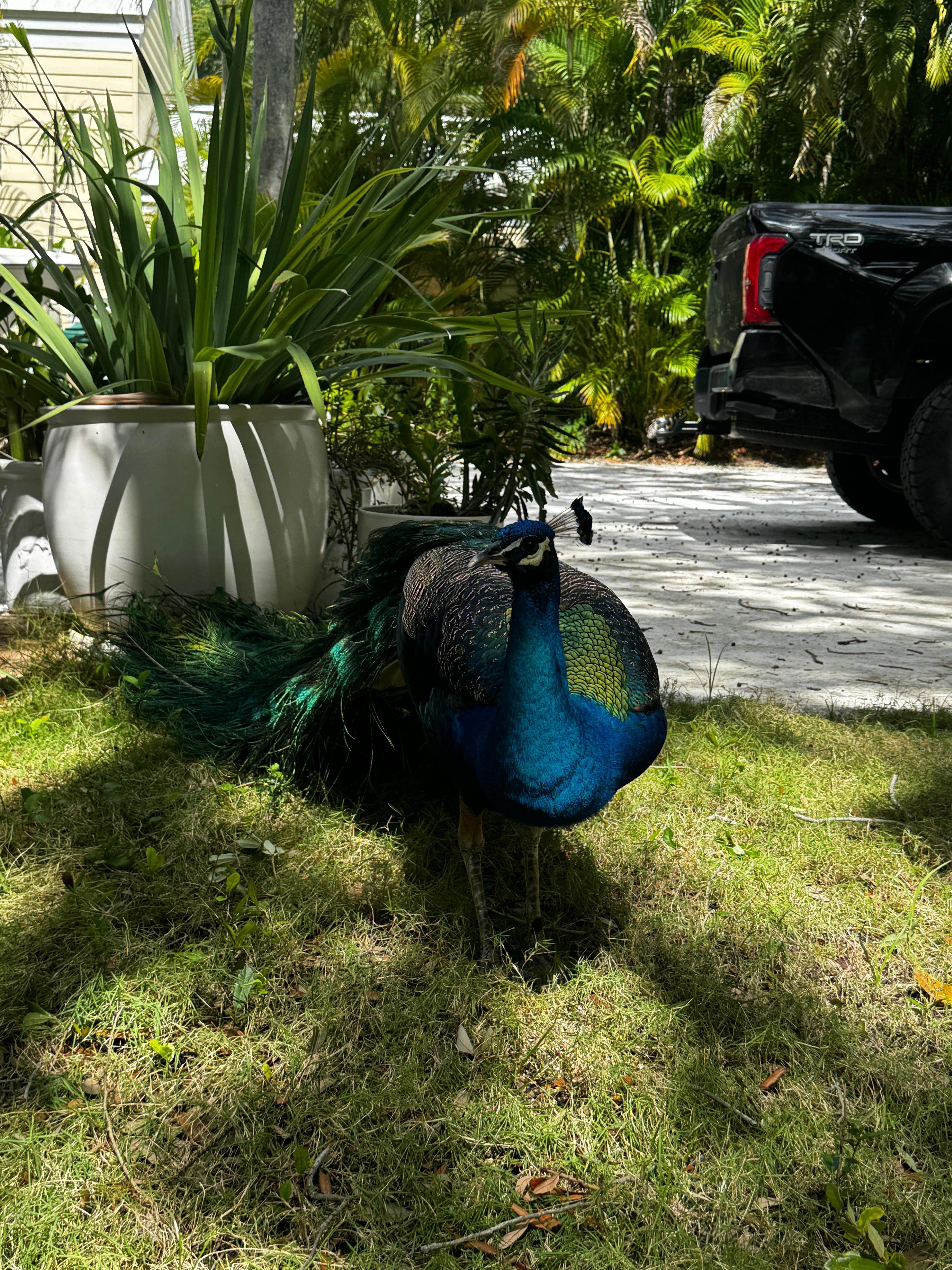 Such a delight!  every day he would come to visit