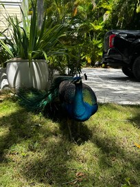 Such a delight! every day he would come to visit