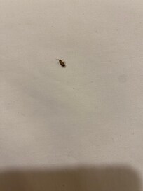 Roach crawling on bed