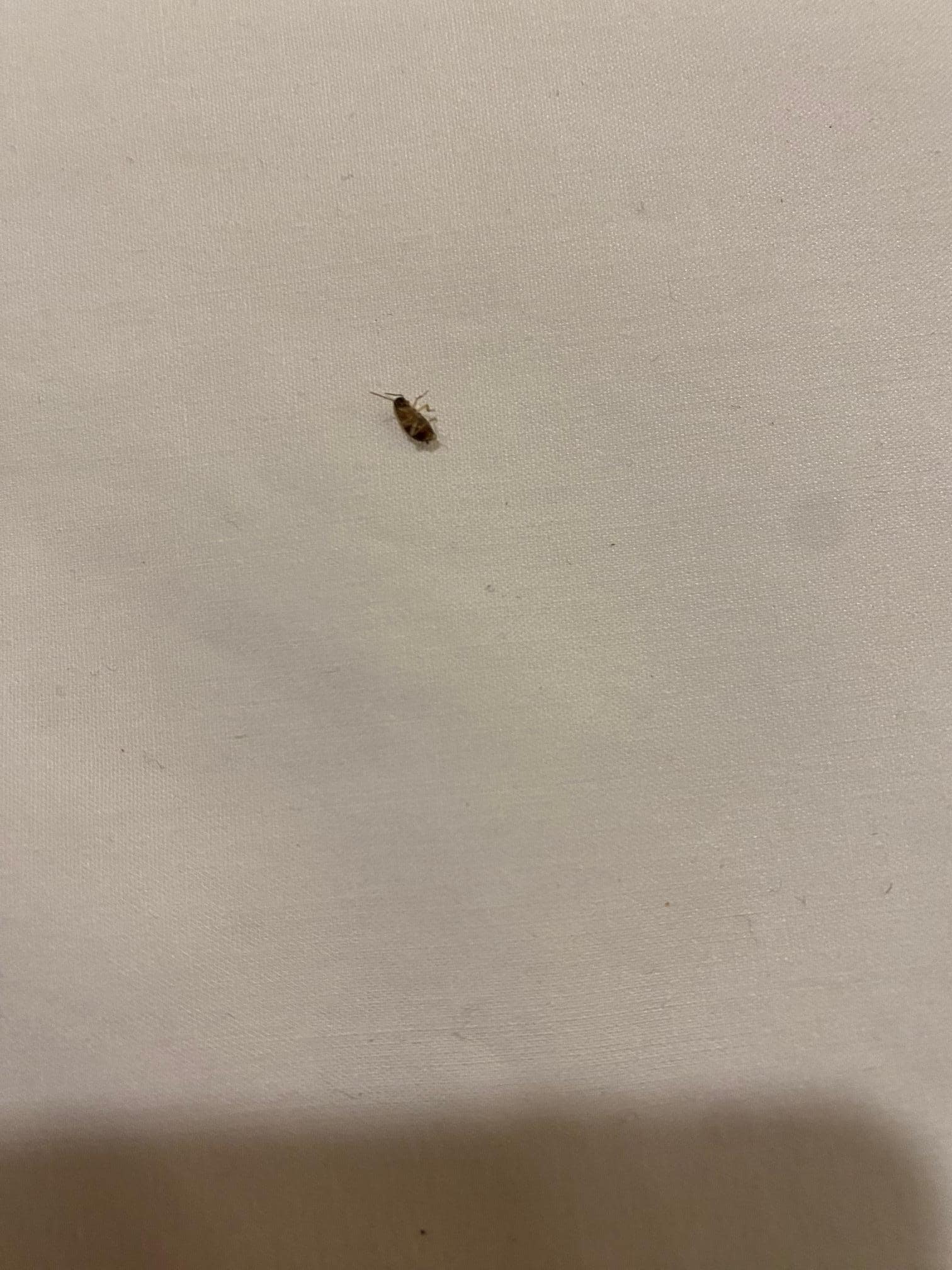 Roach crawling on bed