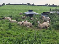 Country, farm animals