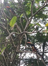 If you're lucky, you'll see Toucans in the garden!