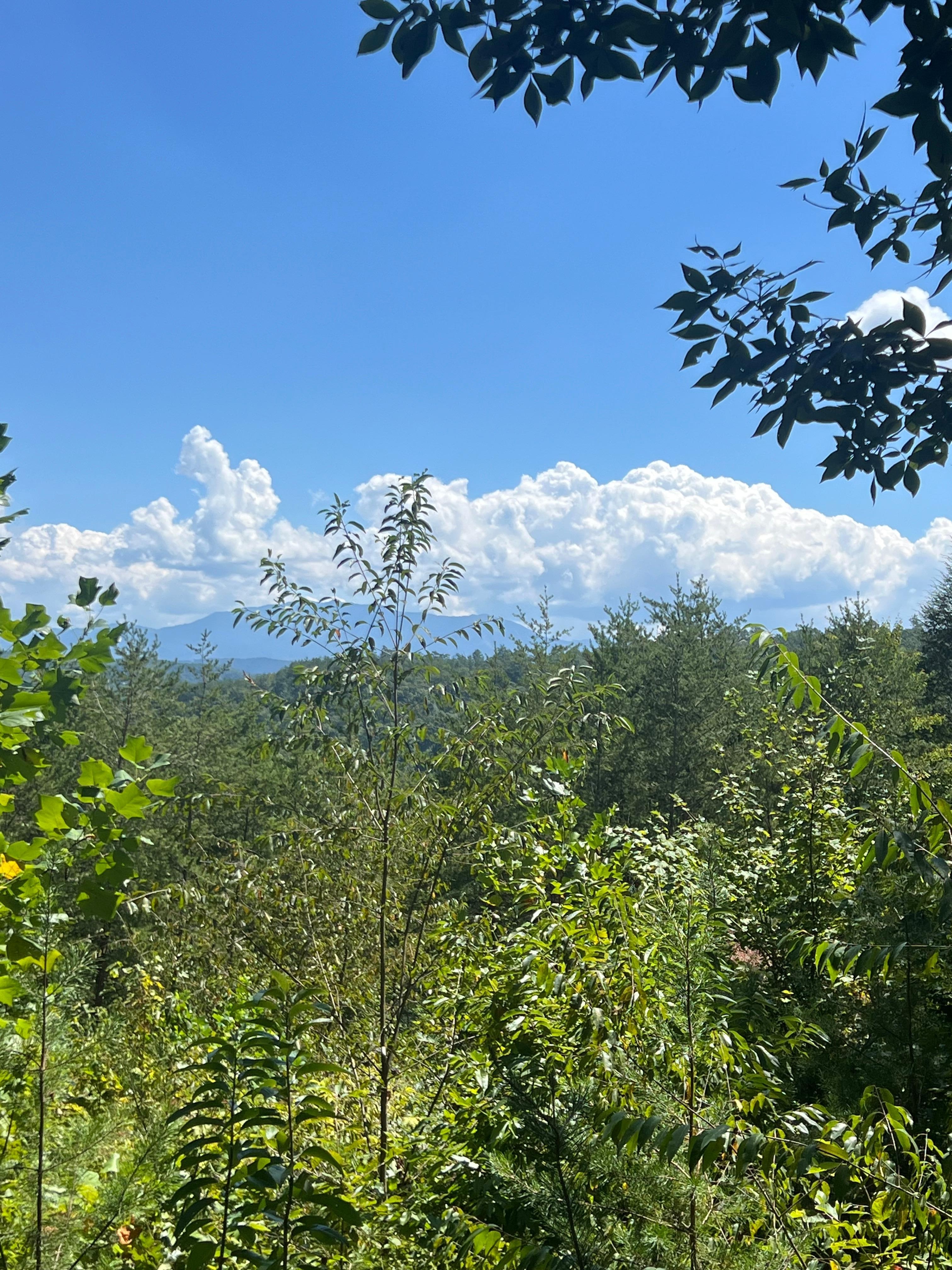 View of Mt LeConte from deck