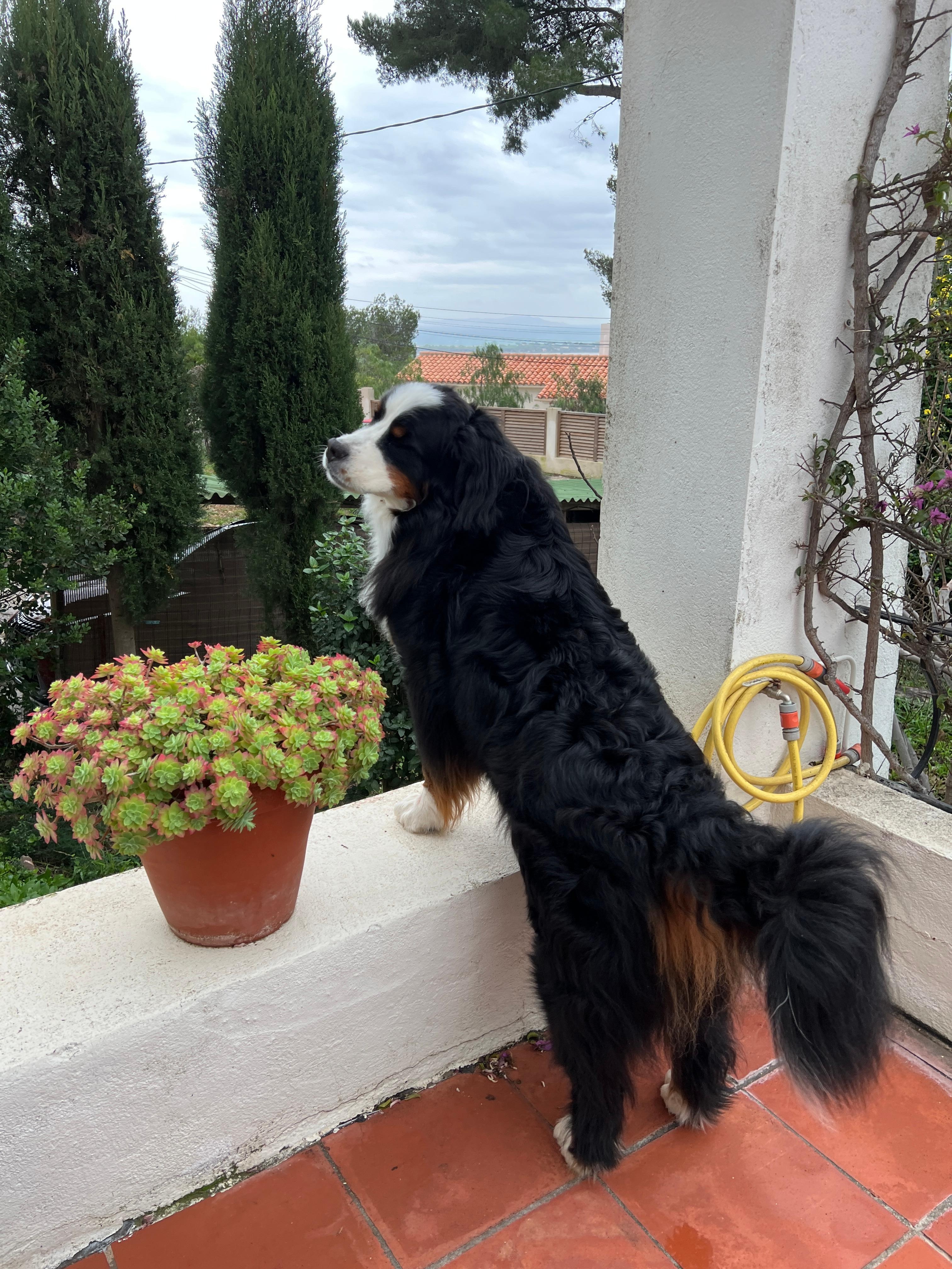 Unser Bernnersennen Hund hat das Grundstück gut bewacht