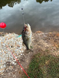 One of my fish. So fun.