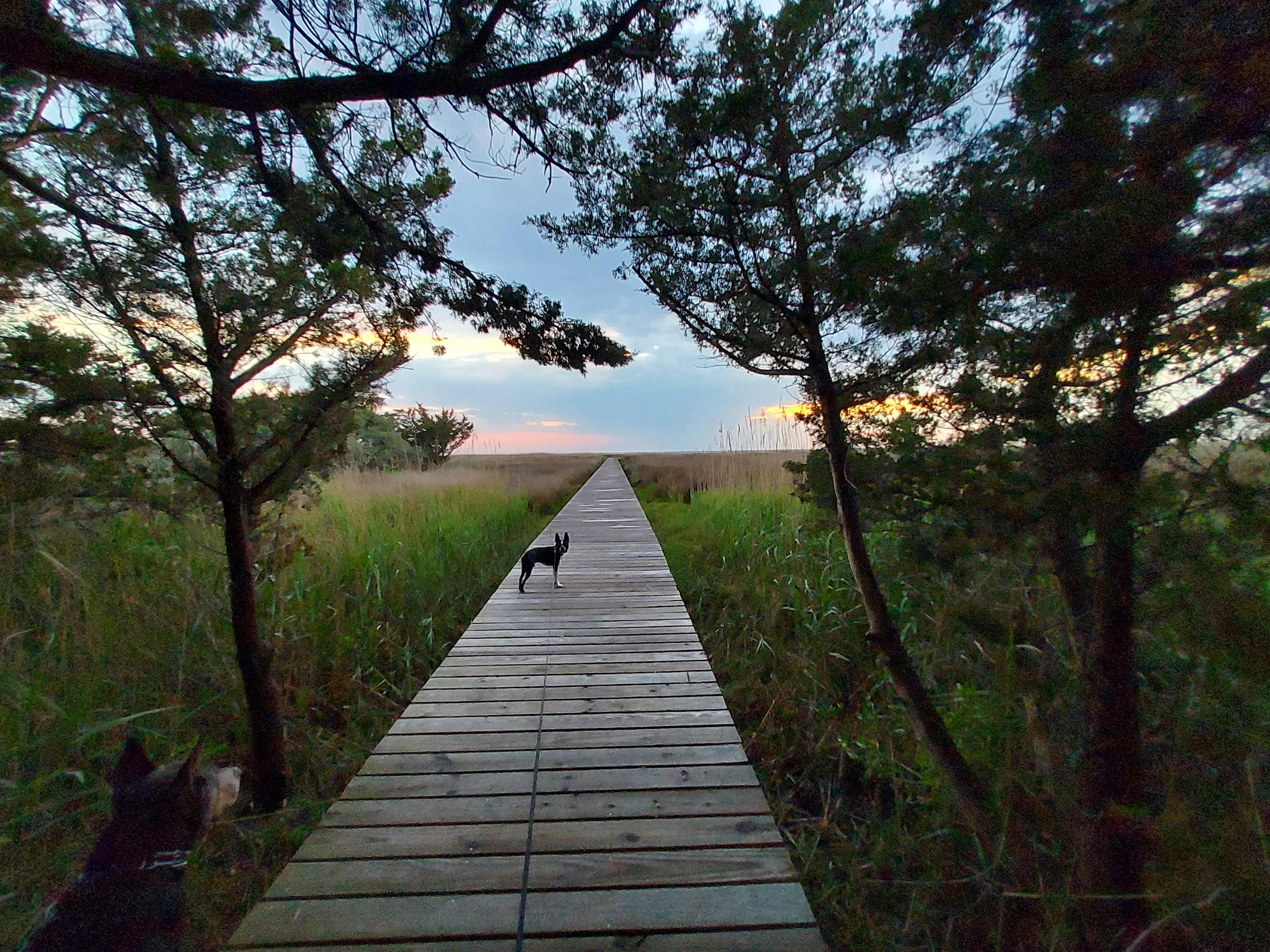 Part of the path too the dock.