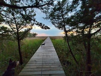 Part of the path too the dock.