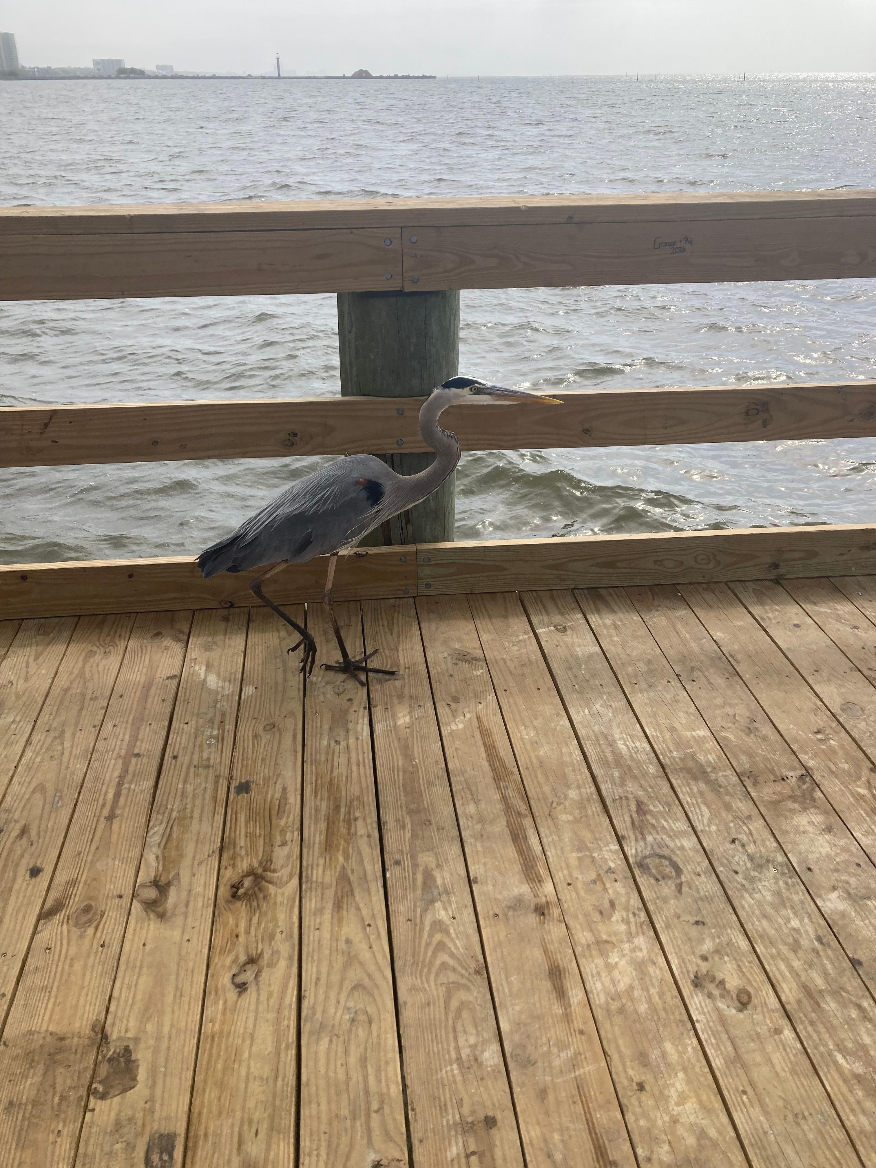 Nice birds!!