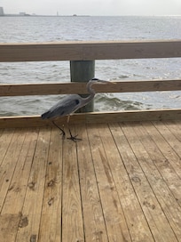Nice birds!!