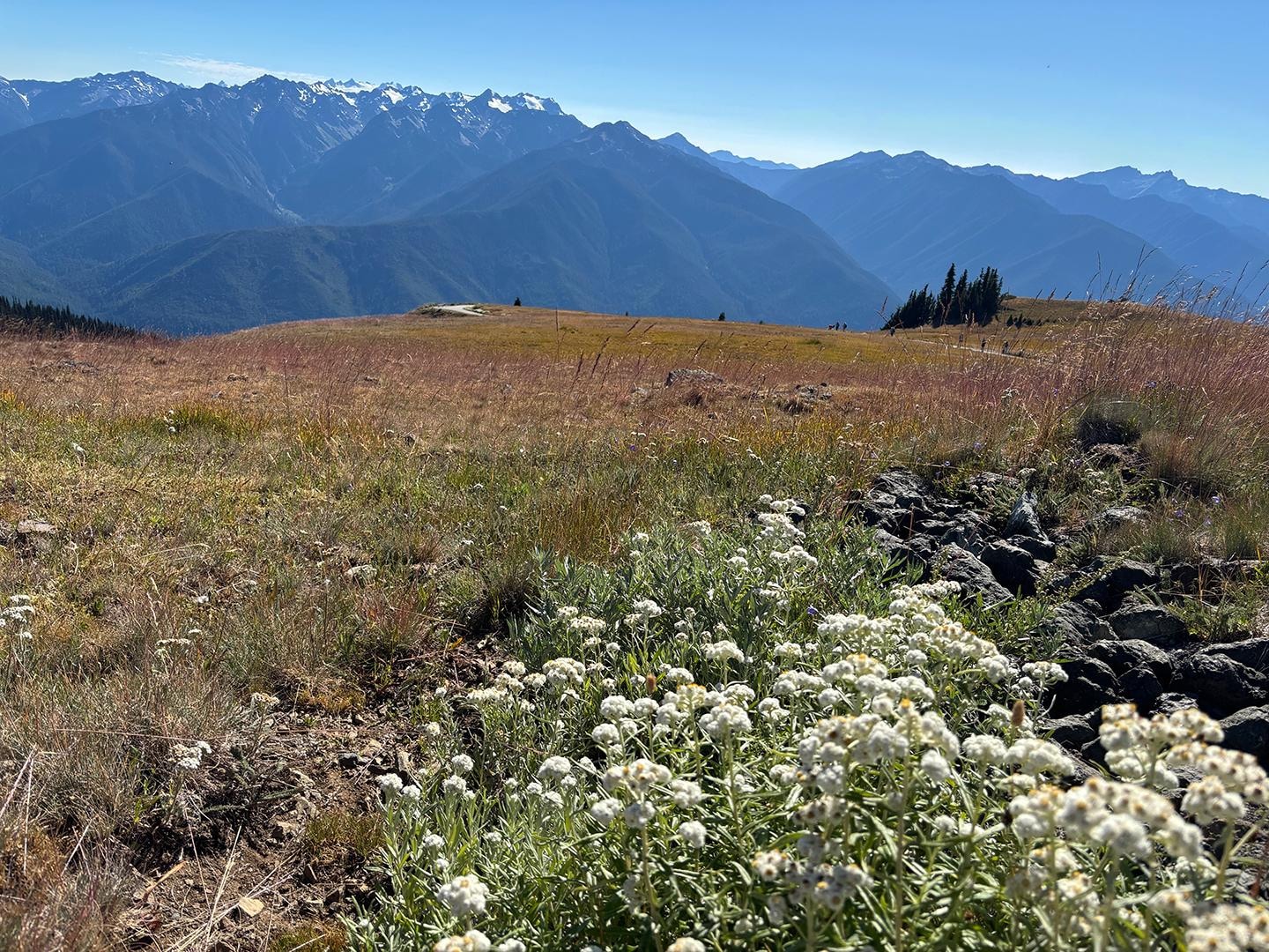 Convenient to the Park Visitor's Center and Hurricane Ridge