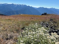 Convenient to the Park Visitor's Center and Hurricane Ridge