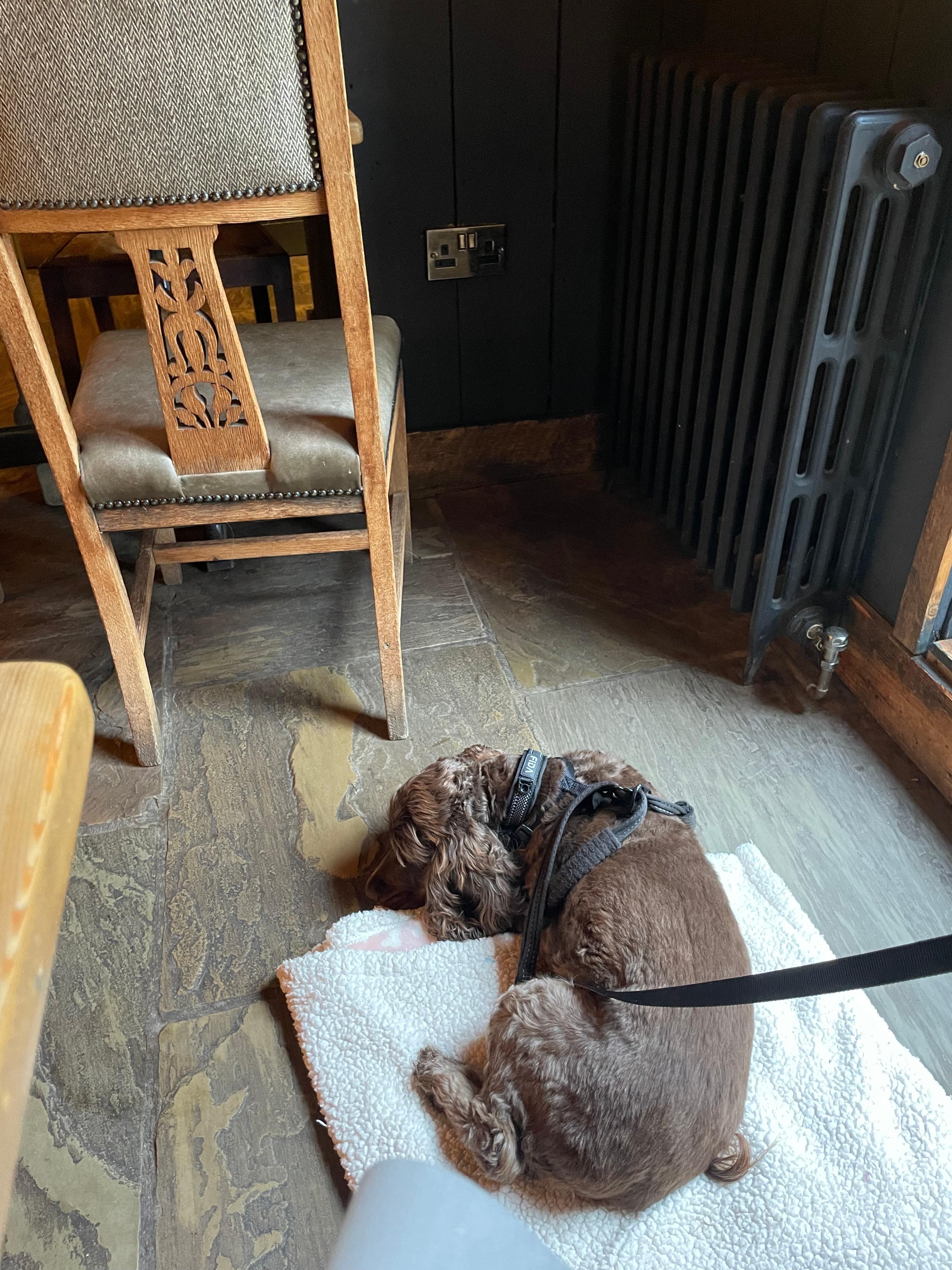 Tilly enjoying dog friendly area