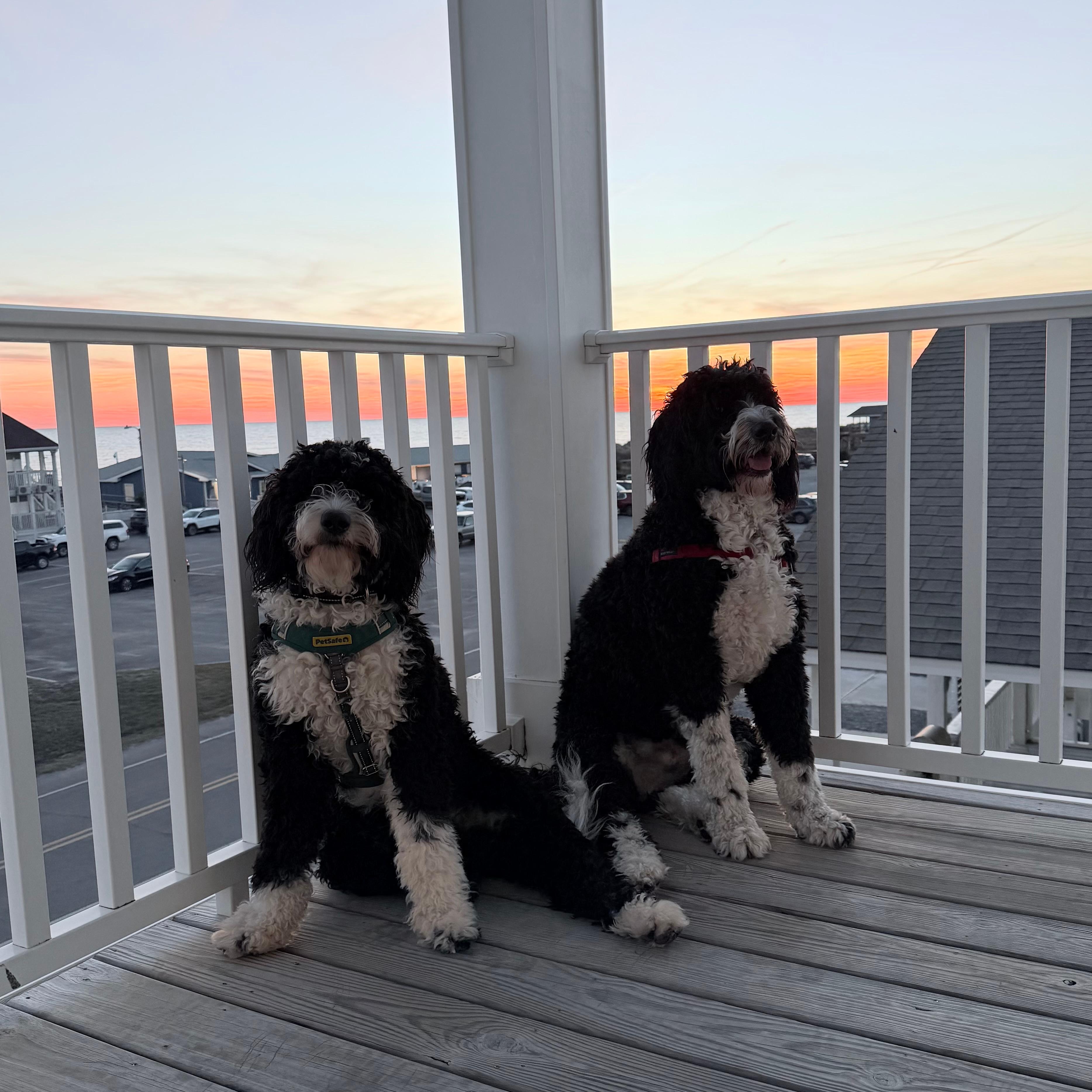 Flash and Dash enjoying the breeze