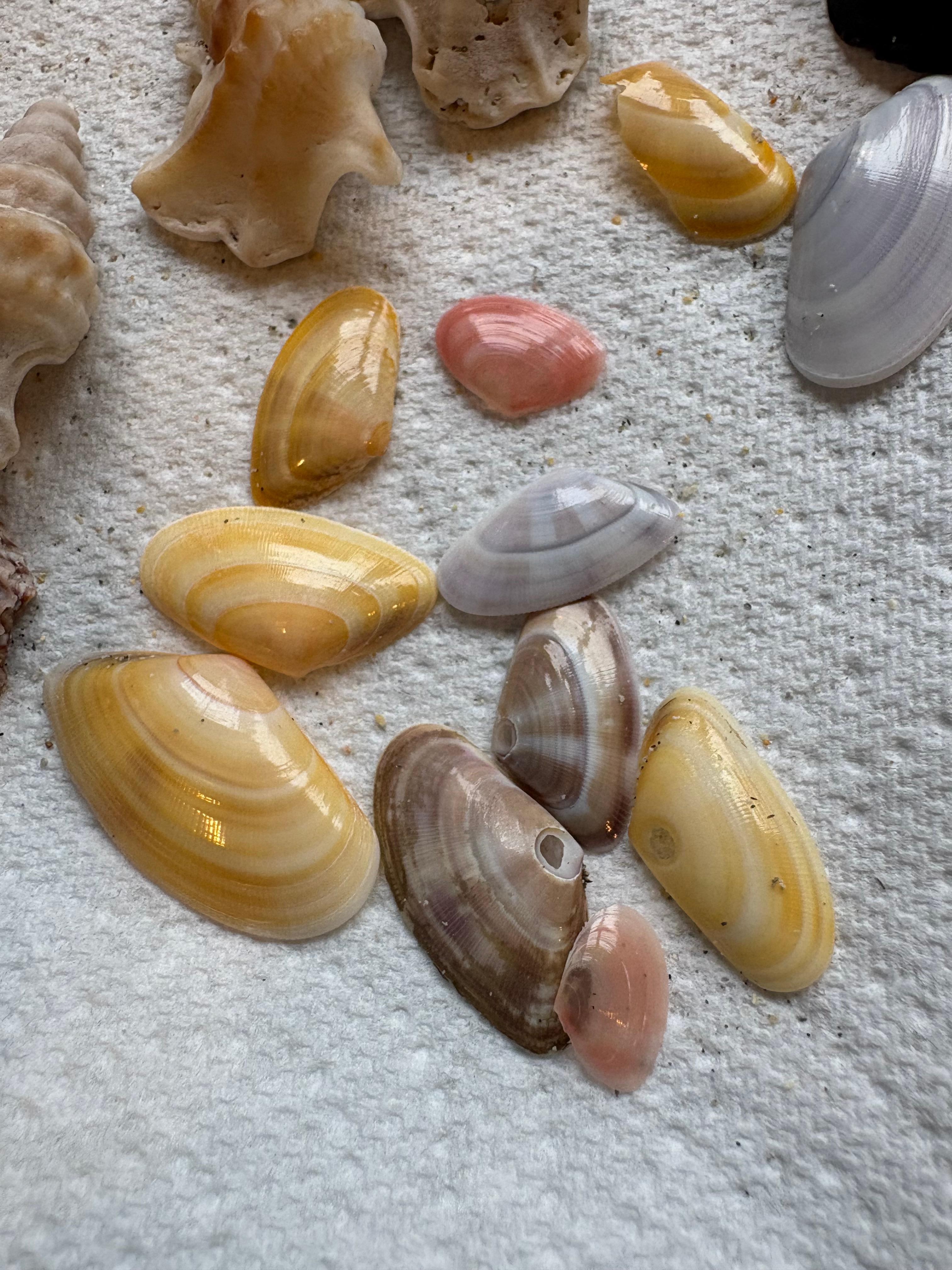 Luskentyre beach finds