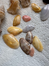 Luskentyre beach finds