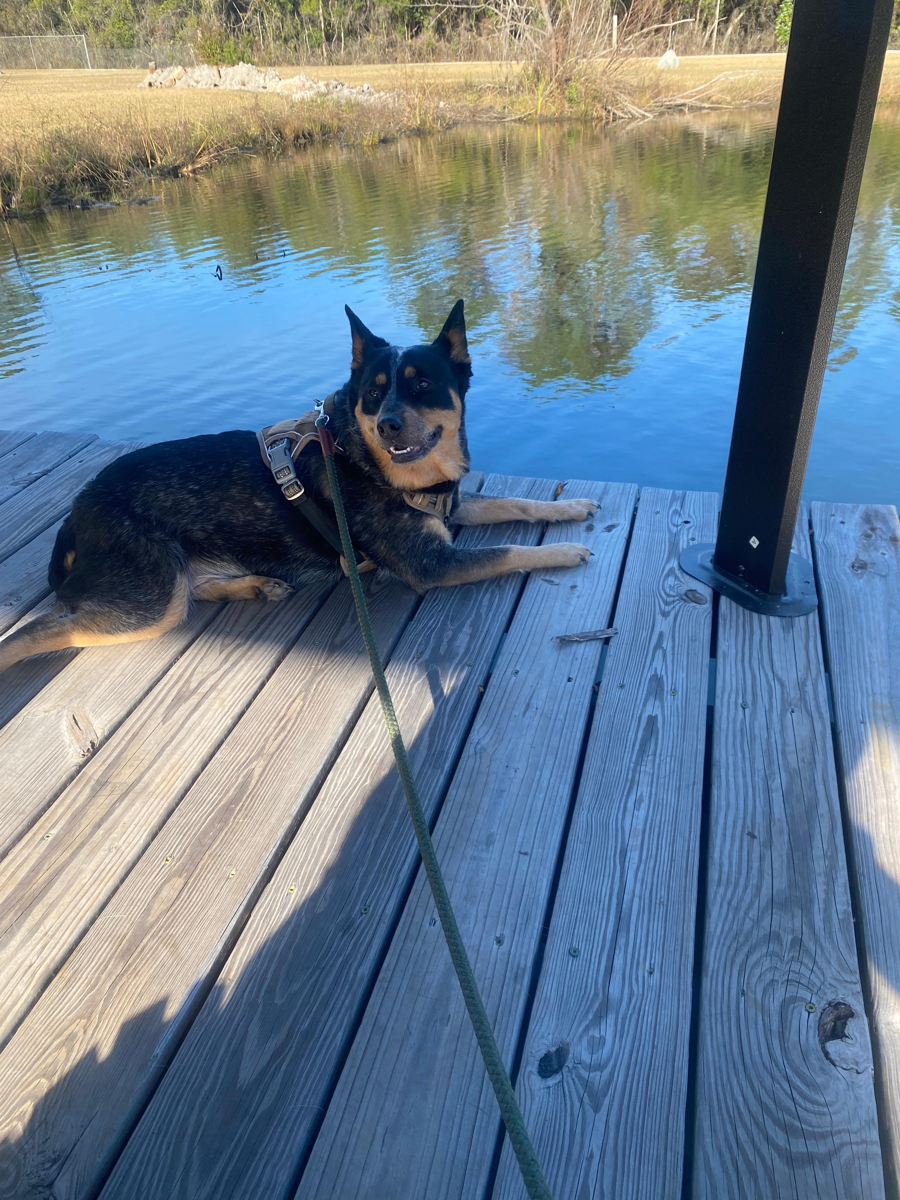 Indy loved relaxing by the pond. 