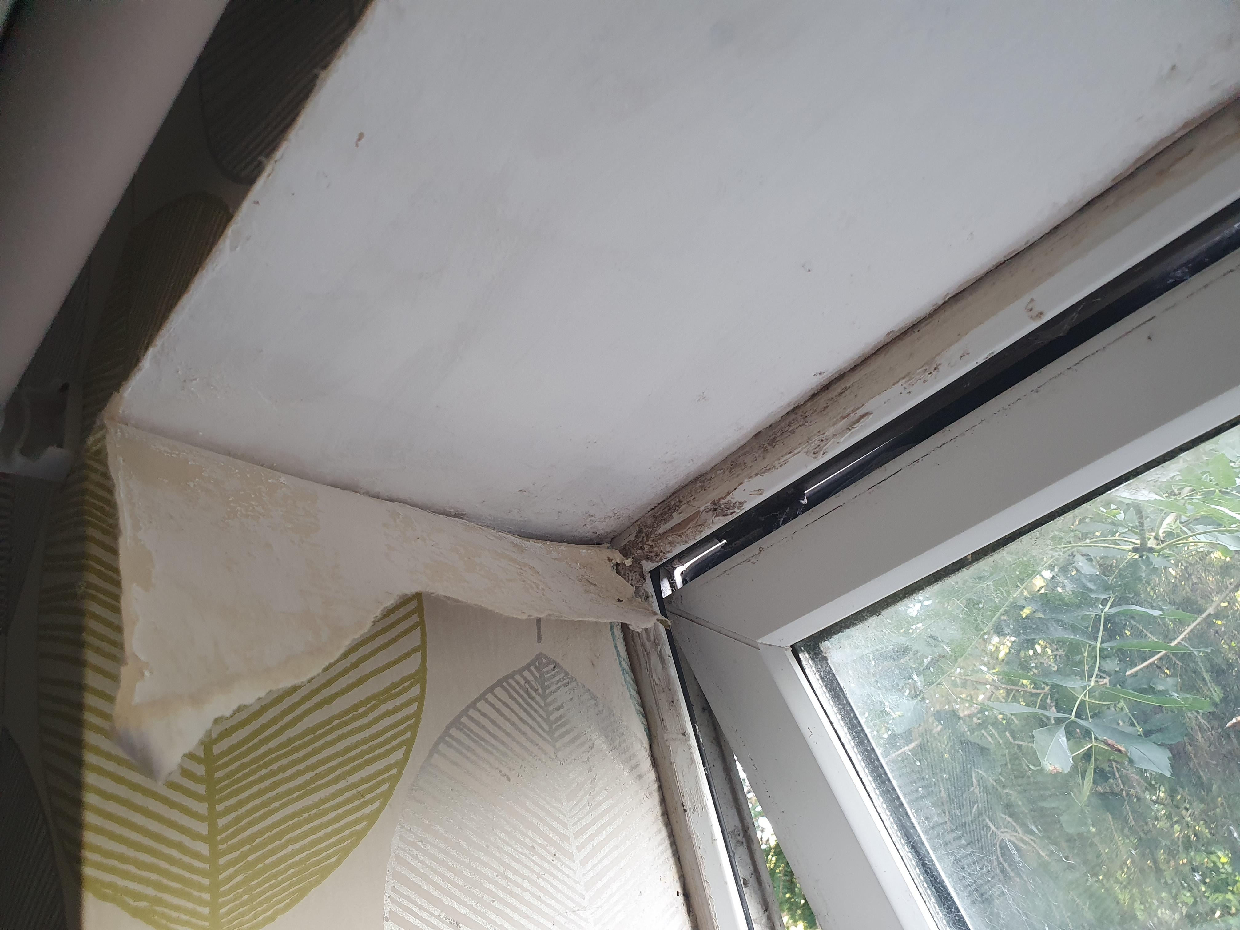 Peeling wallpaper and damp