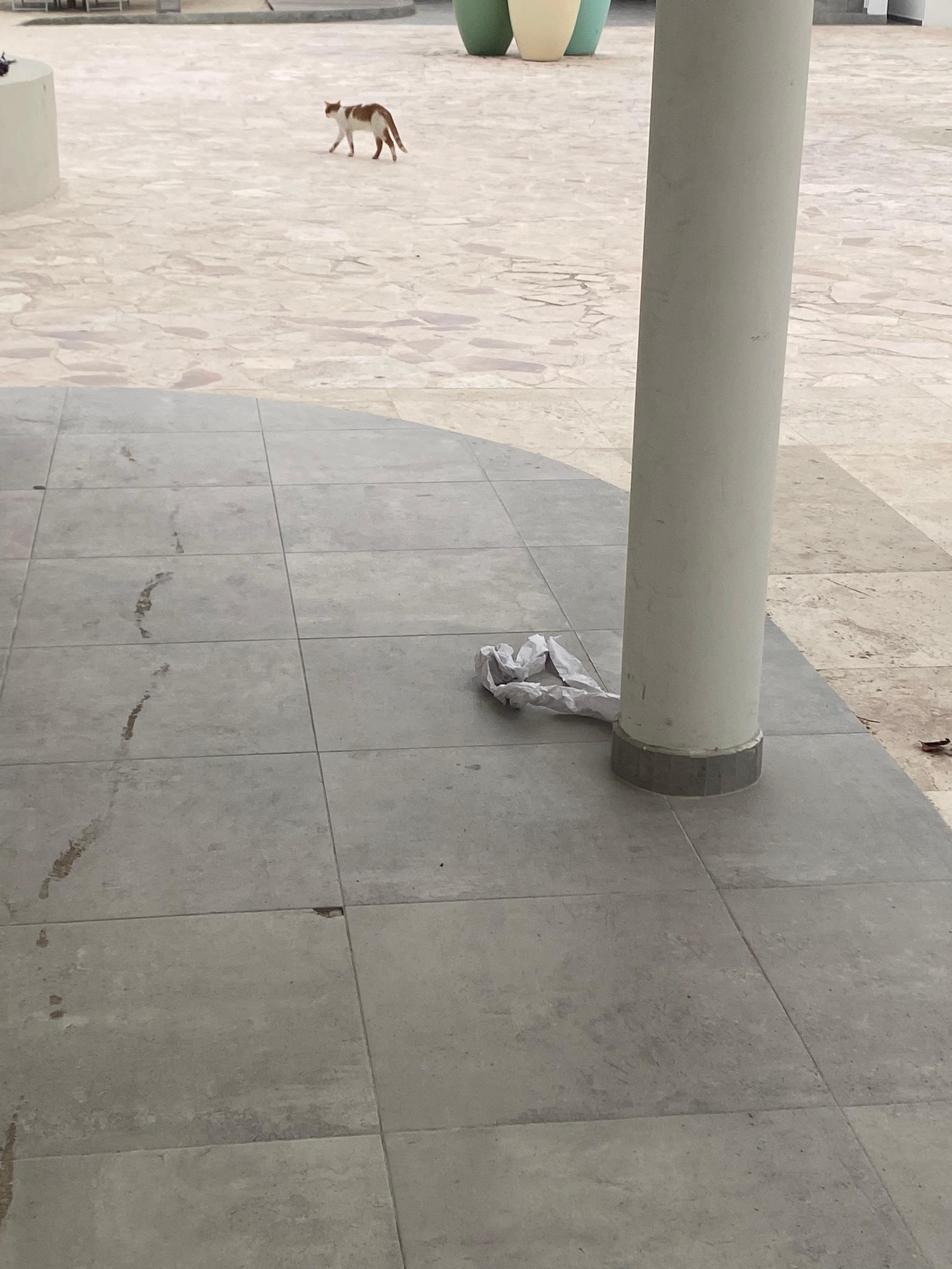 Stray cat