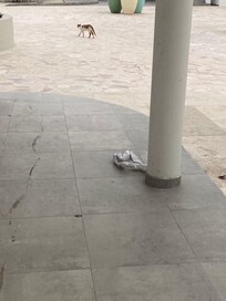Stray cat
