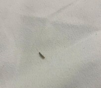 Bugs on beds