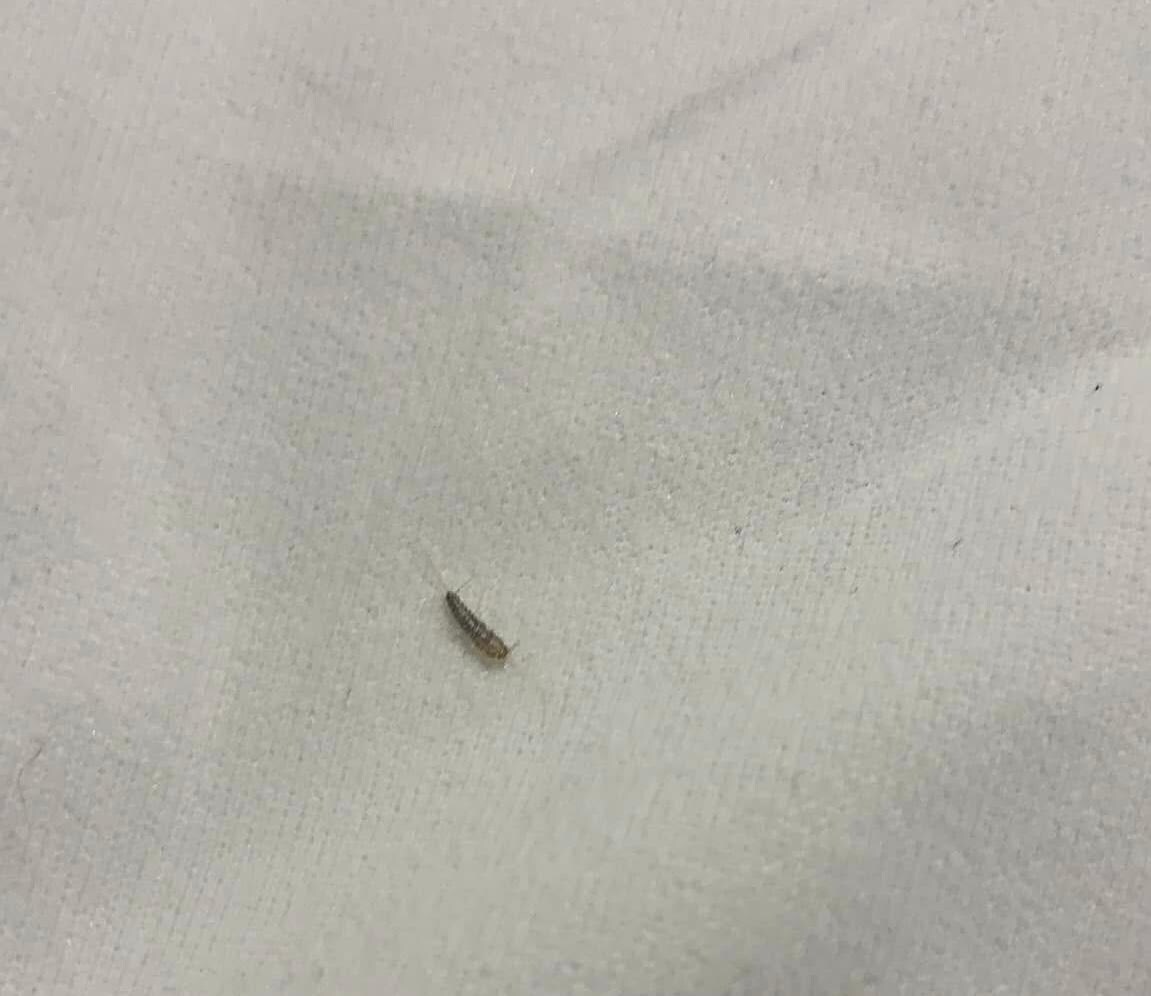 Bugs on beds
