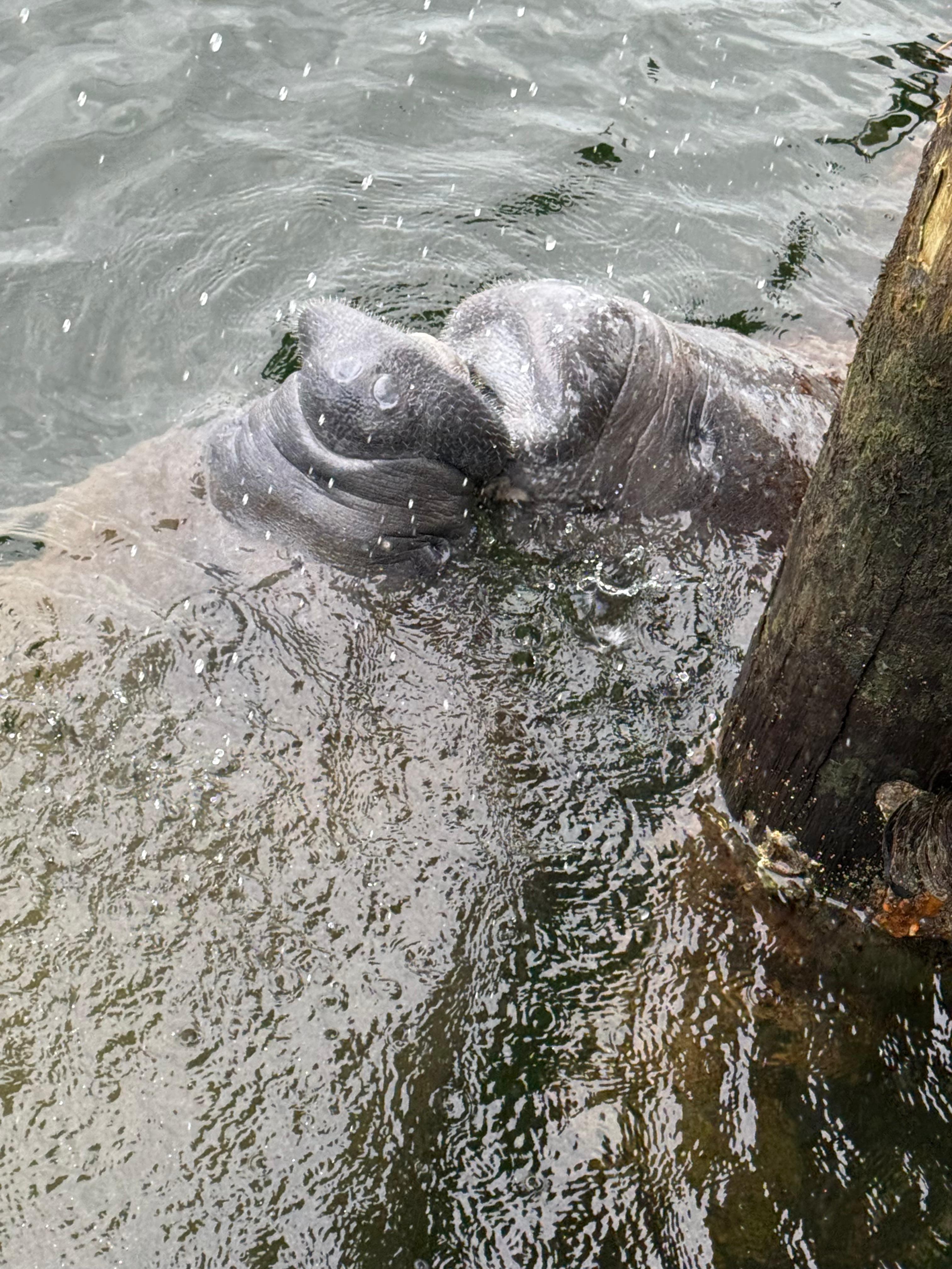 Visit from Manatee