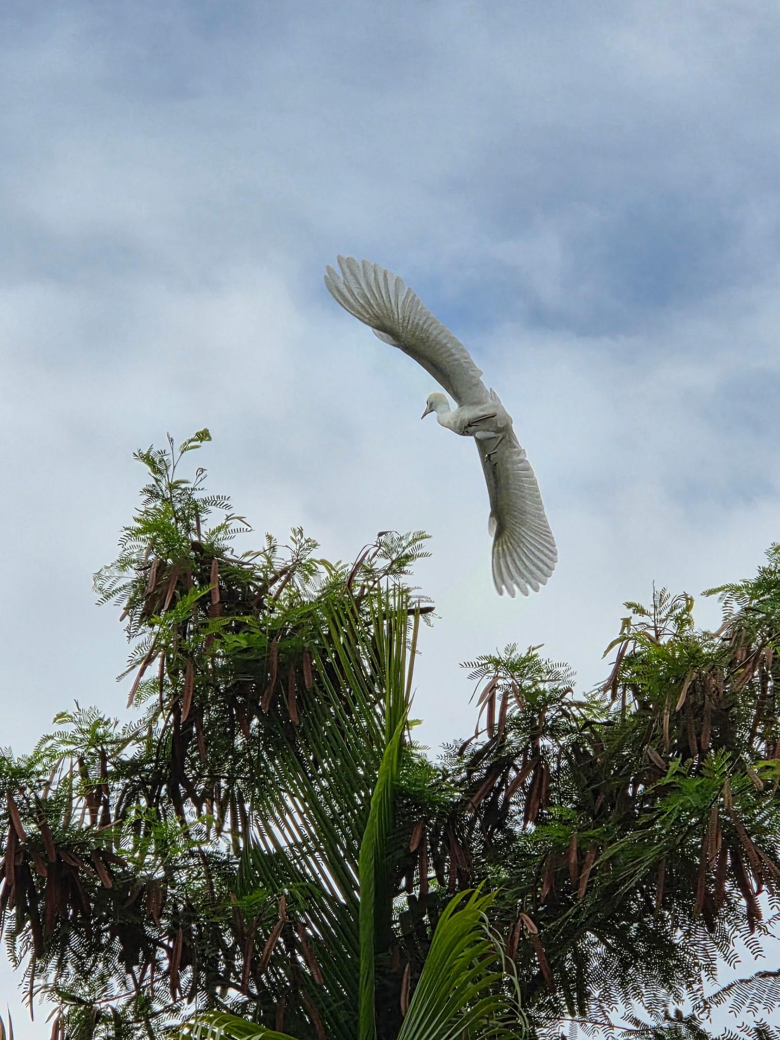 A pretty bird flying away egret maybe? 