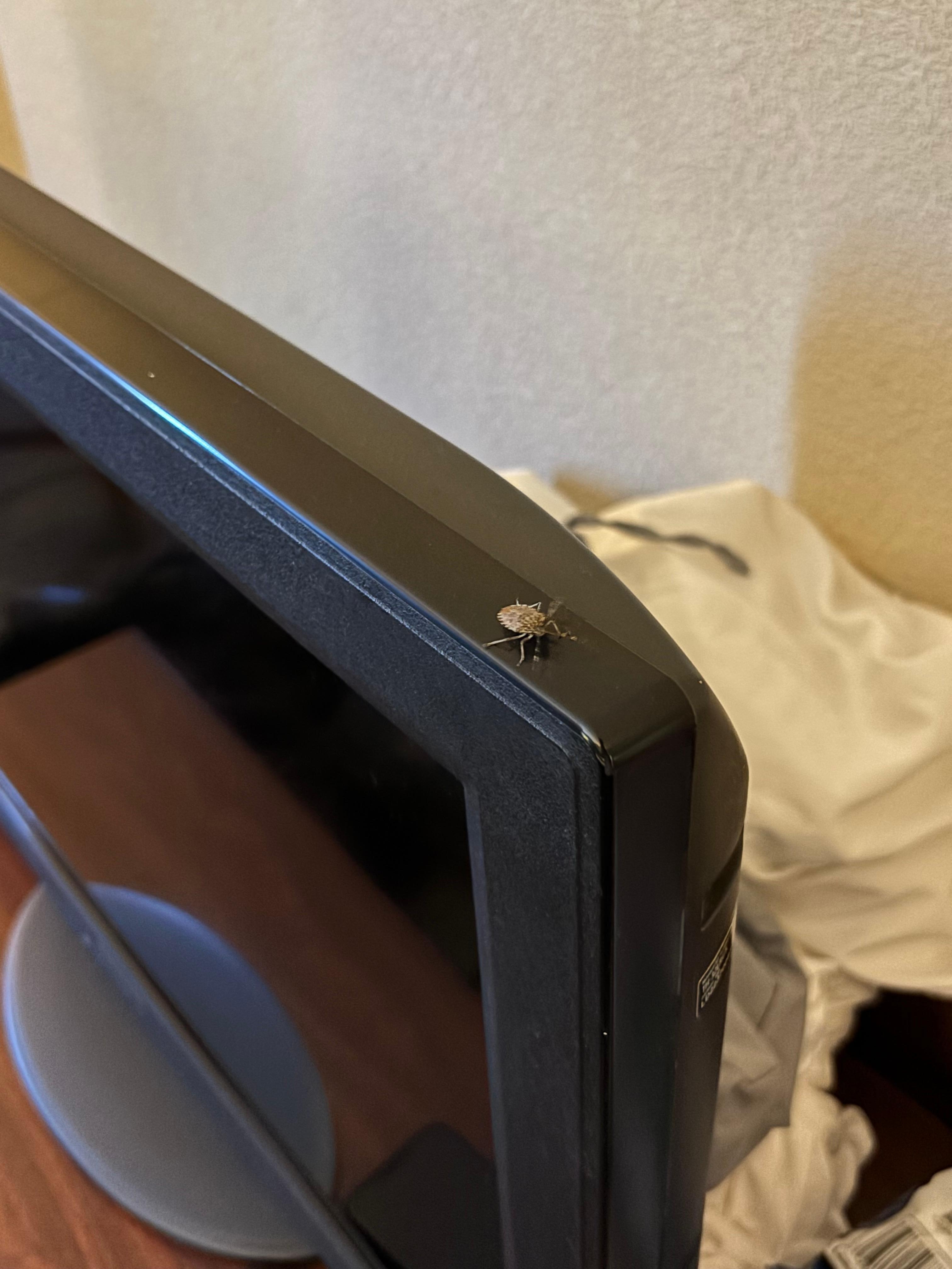 bugs everywhere and this is one of them