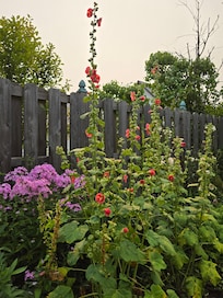 Some of the backyard beauties.