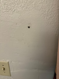 Smashed roach