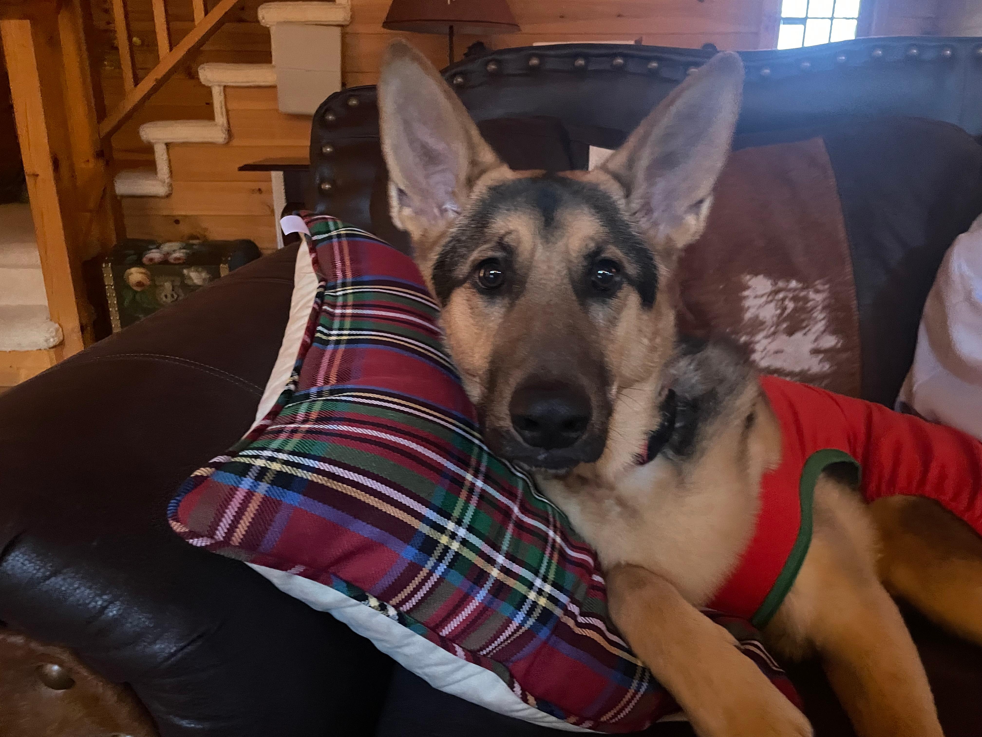 Our dog rates it 5/5⭐️