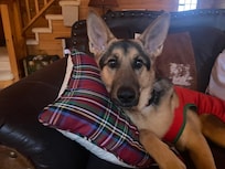 Our dog rates it 5/5⭐️