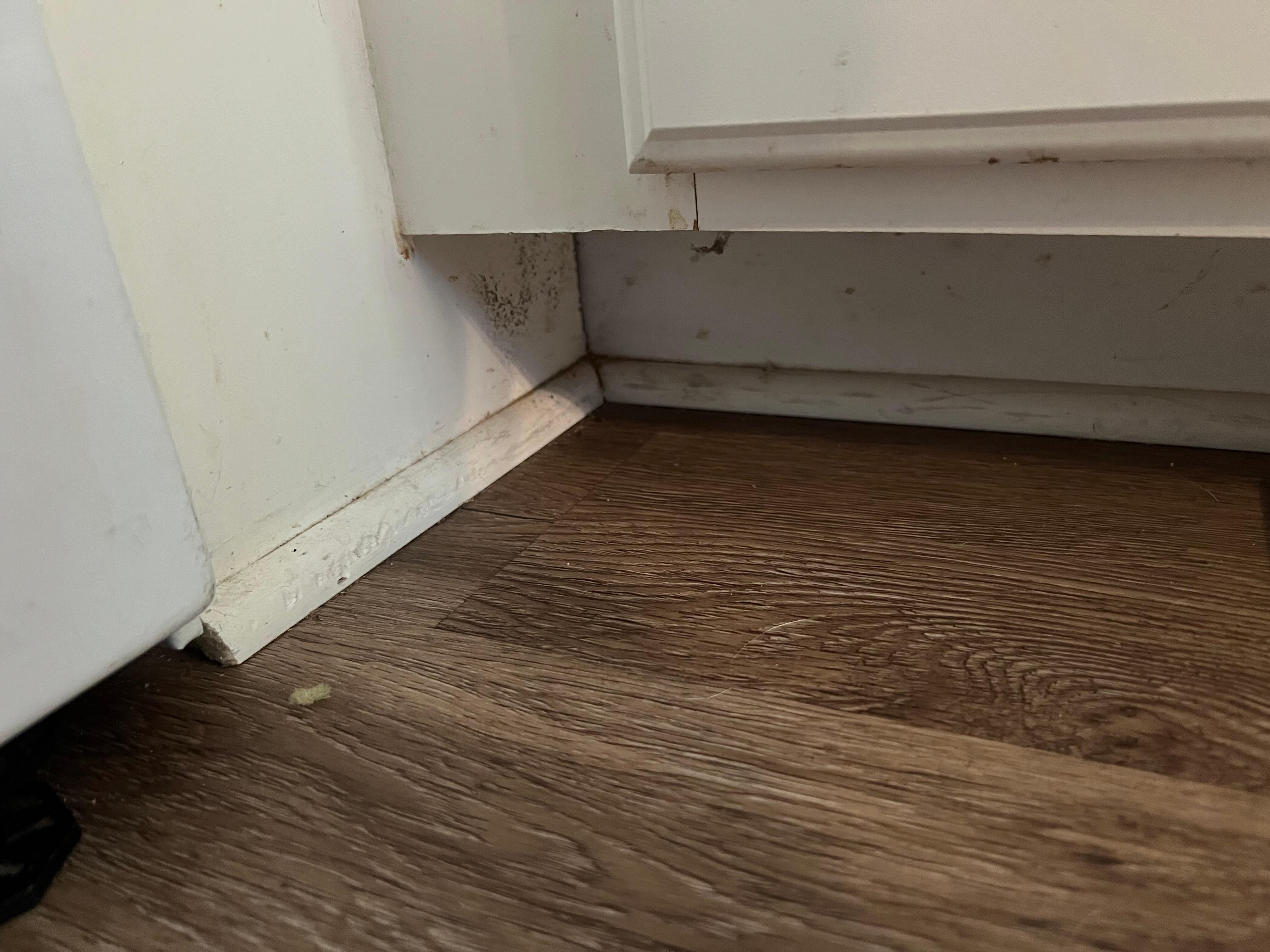 Location where the rat ran to