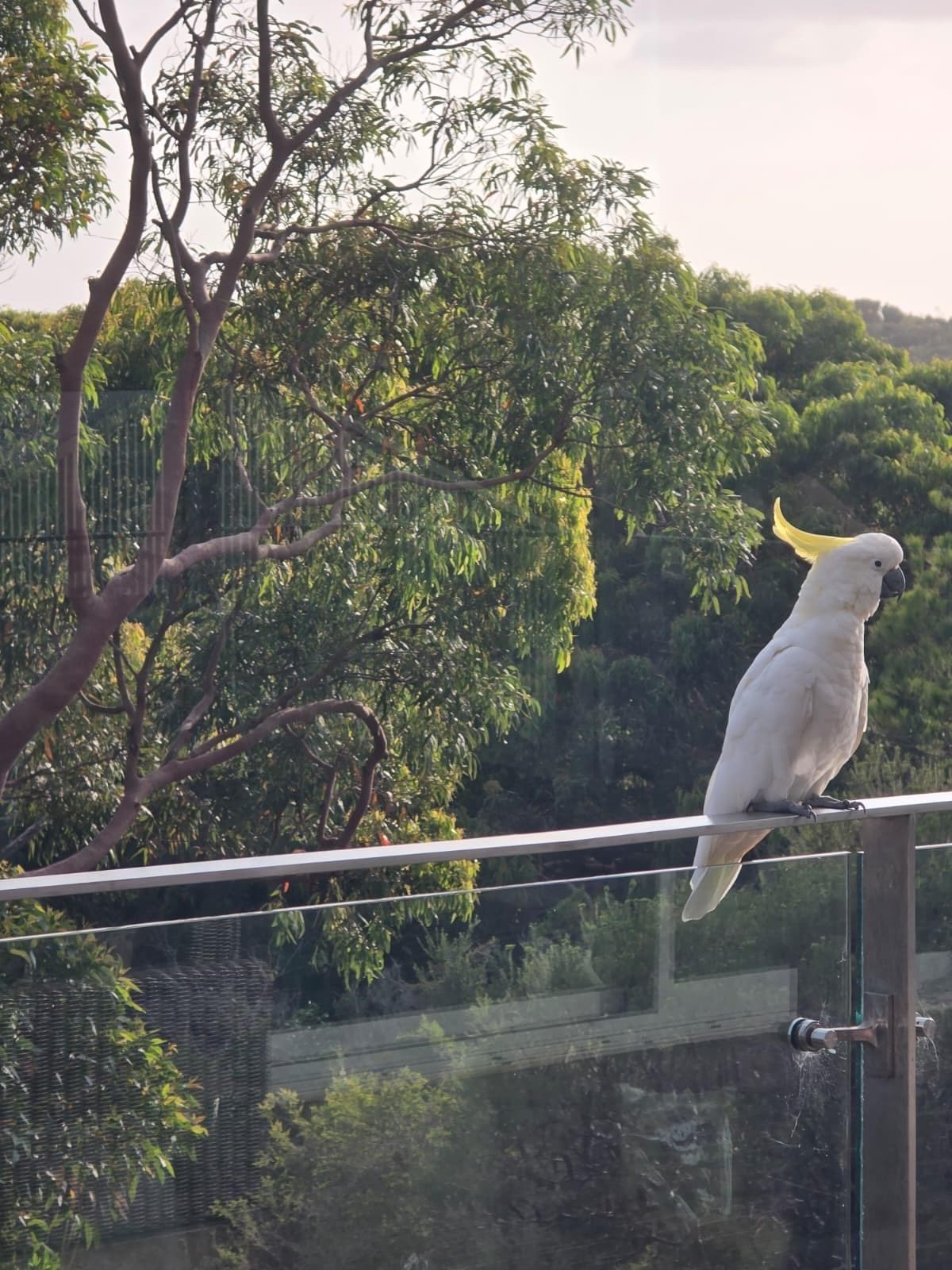 Morning visitor on front balcony. 