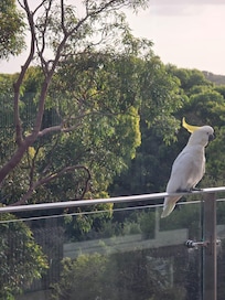 Morning visitor on front balcony.