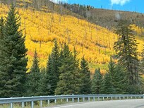 Aspens in Fall