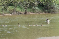 La vie dans la mangrove