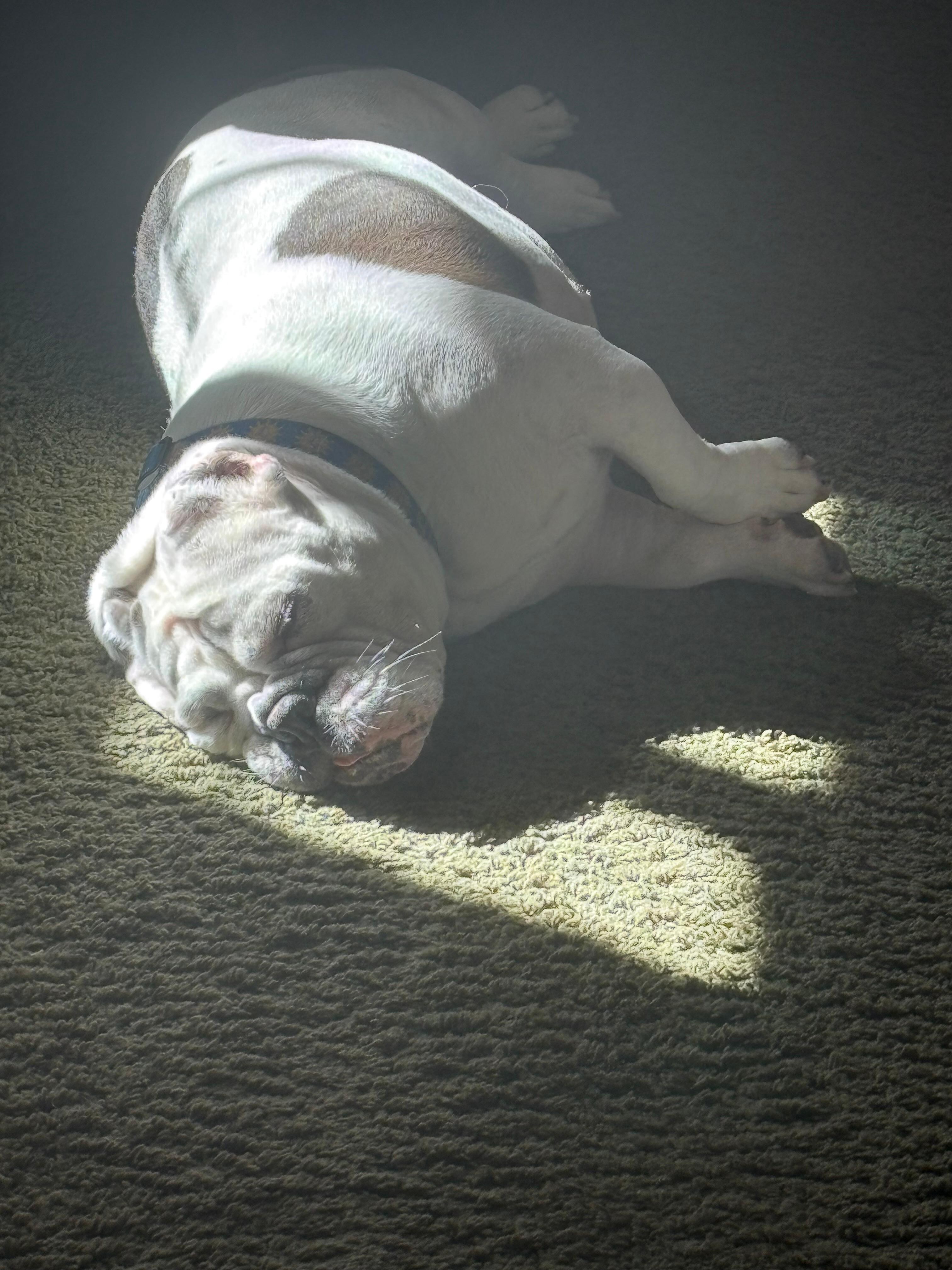 Bonnie enjoying the sun in ‘The Upstairs’