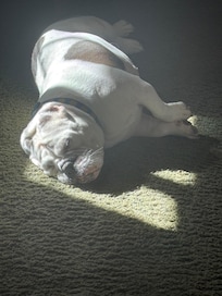 Bonnie enjoying the sun in âThe Upstairsâ