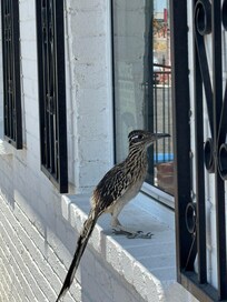 Roadrunner perched at the window of Larry & Milt’s Western Cafe