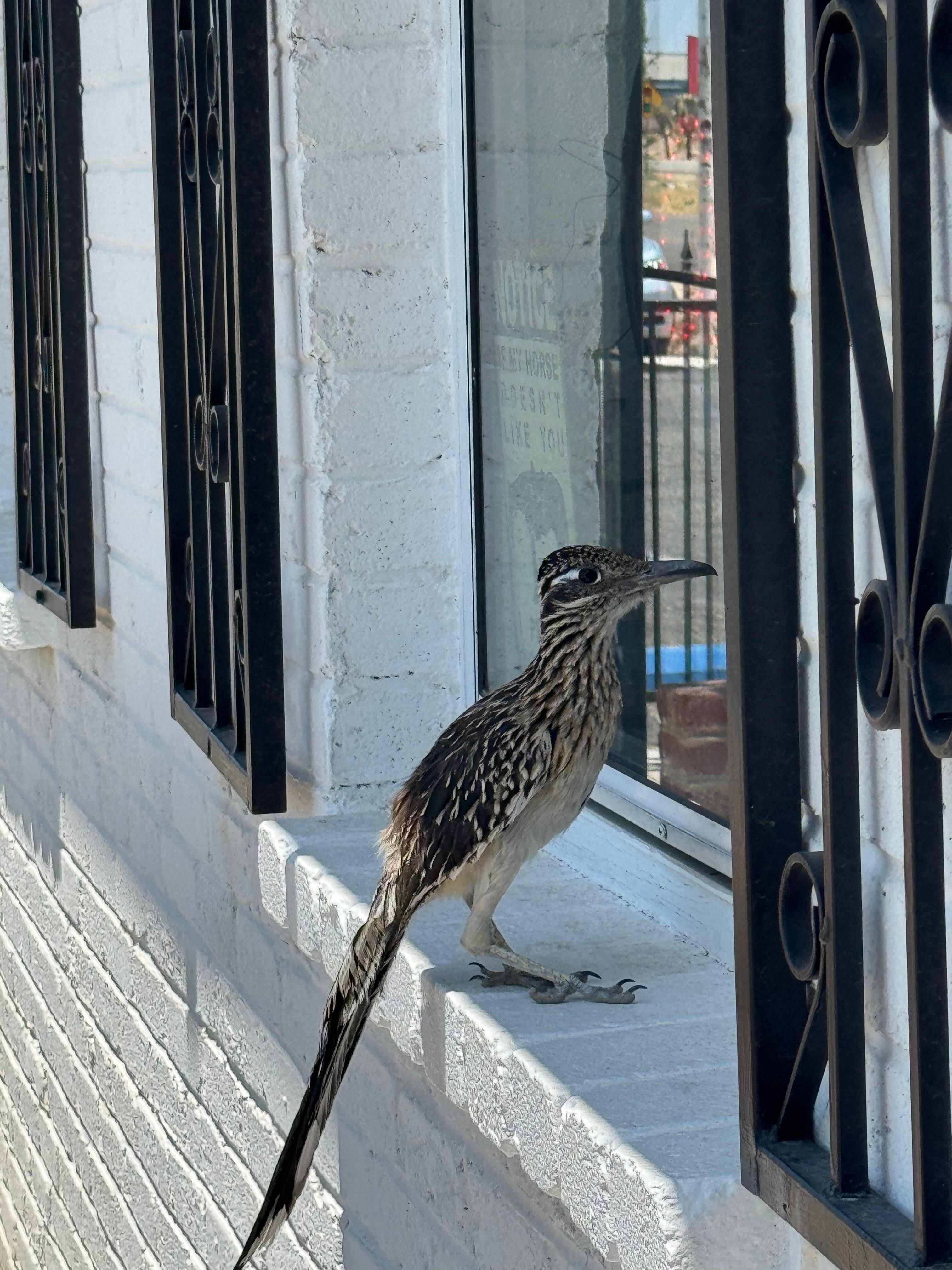 Roadrunner perched at the window of Larry & Milt’s Western Cafe