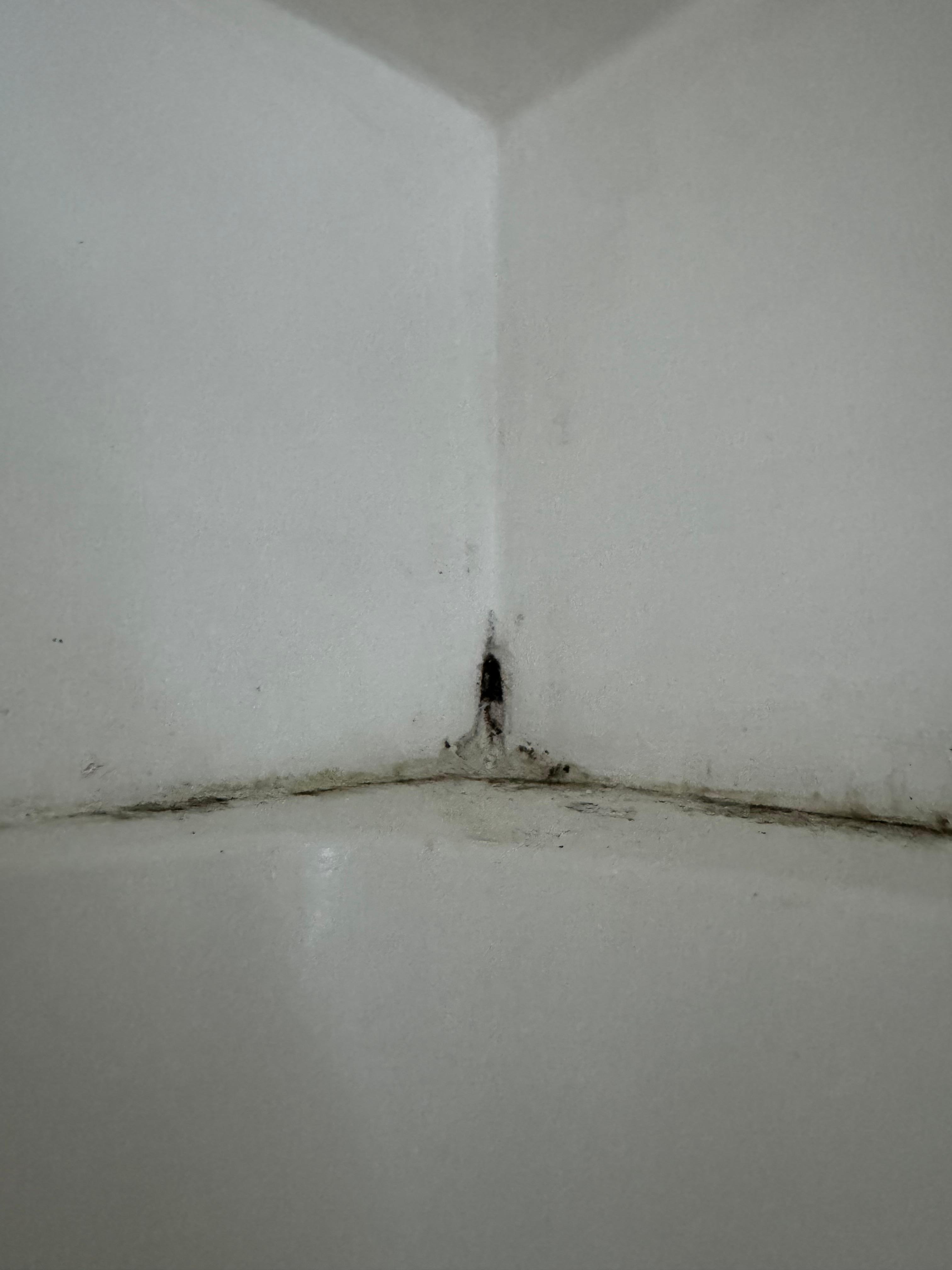 Guest bath shower