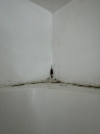 Guest bath shower