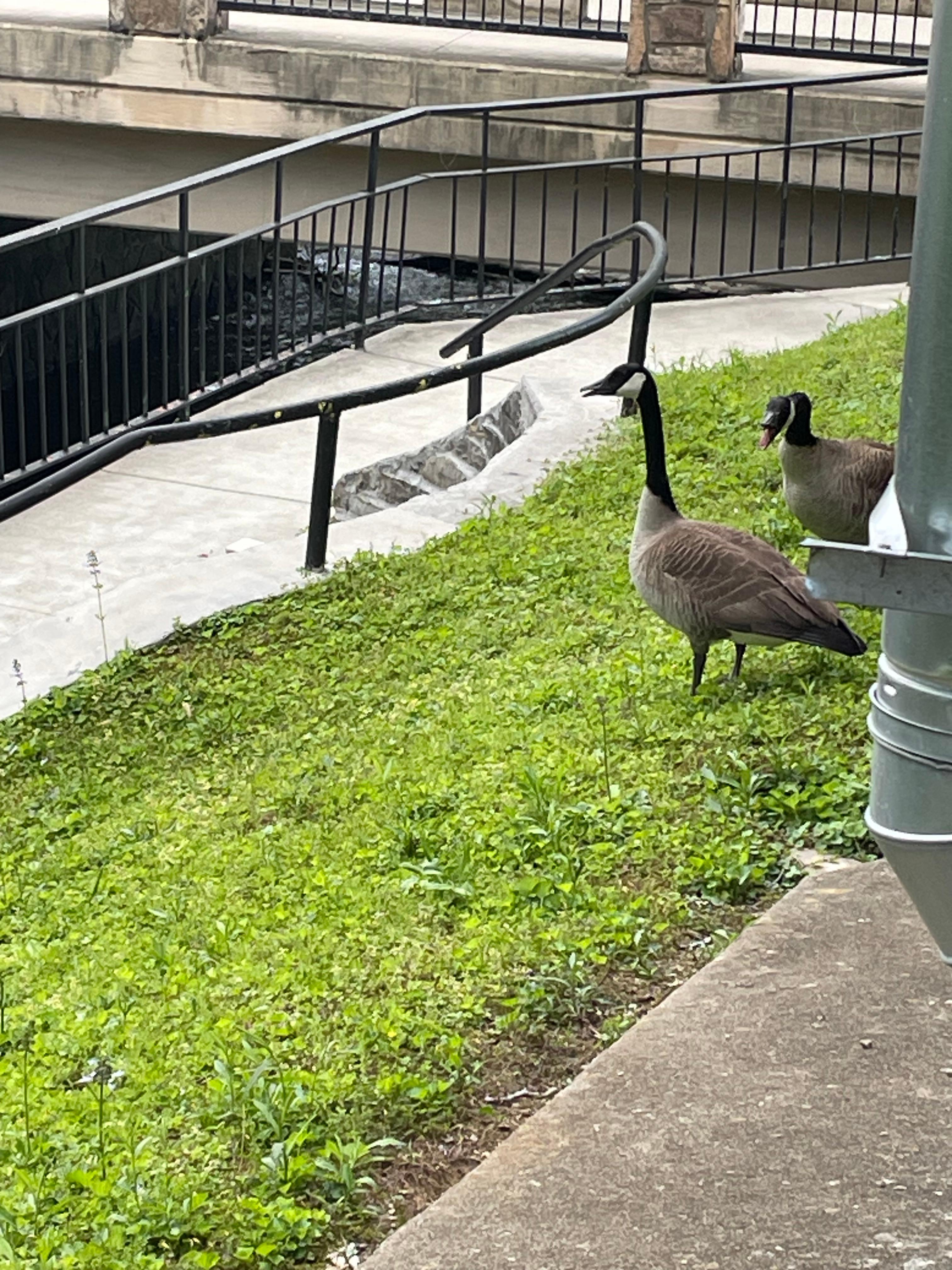 Geese hung around but were no issue 
